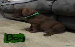 Mixed Breed dogs for sale: Chessadore Puppy’s  - Advert 15