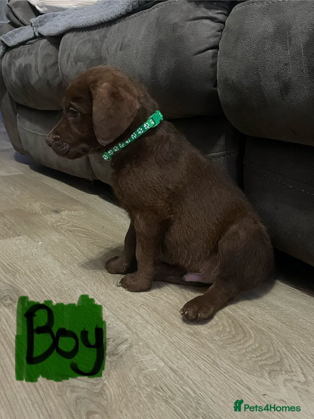 Mixed Breed dogs for sale: Chessadore Puppy’s  - Advert 15