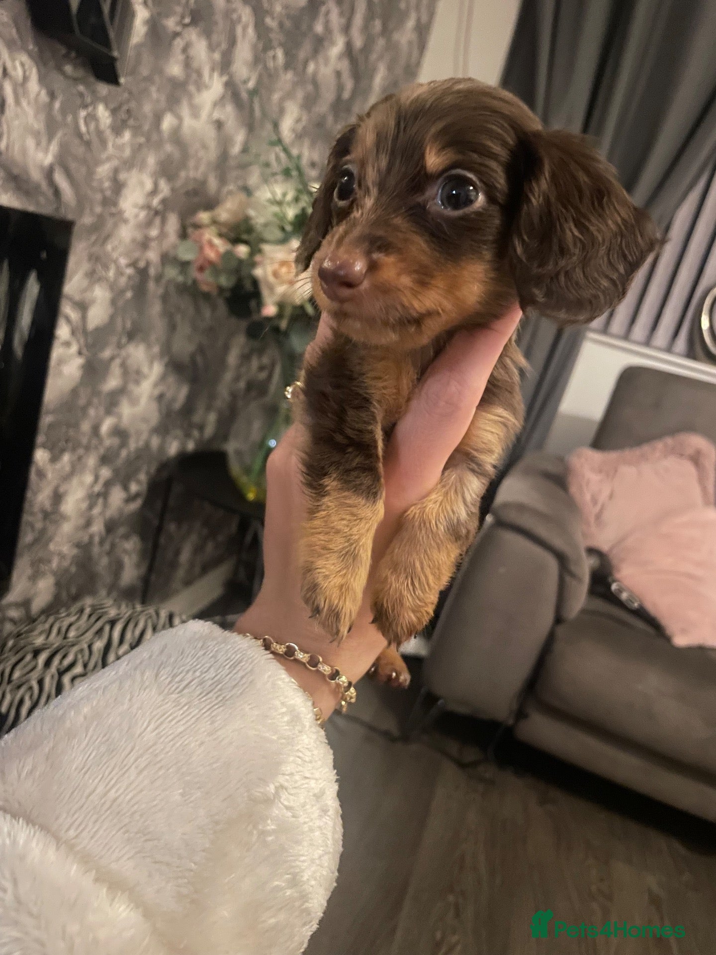 Miniature Dachshund dogs Fluffy miniature dachshund  - Advert 1