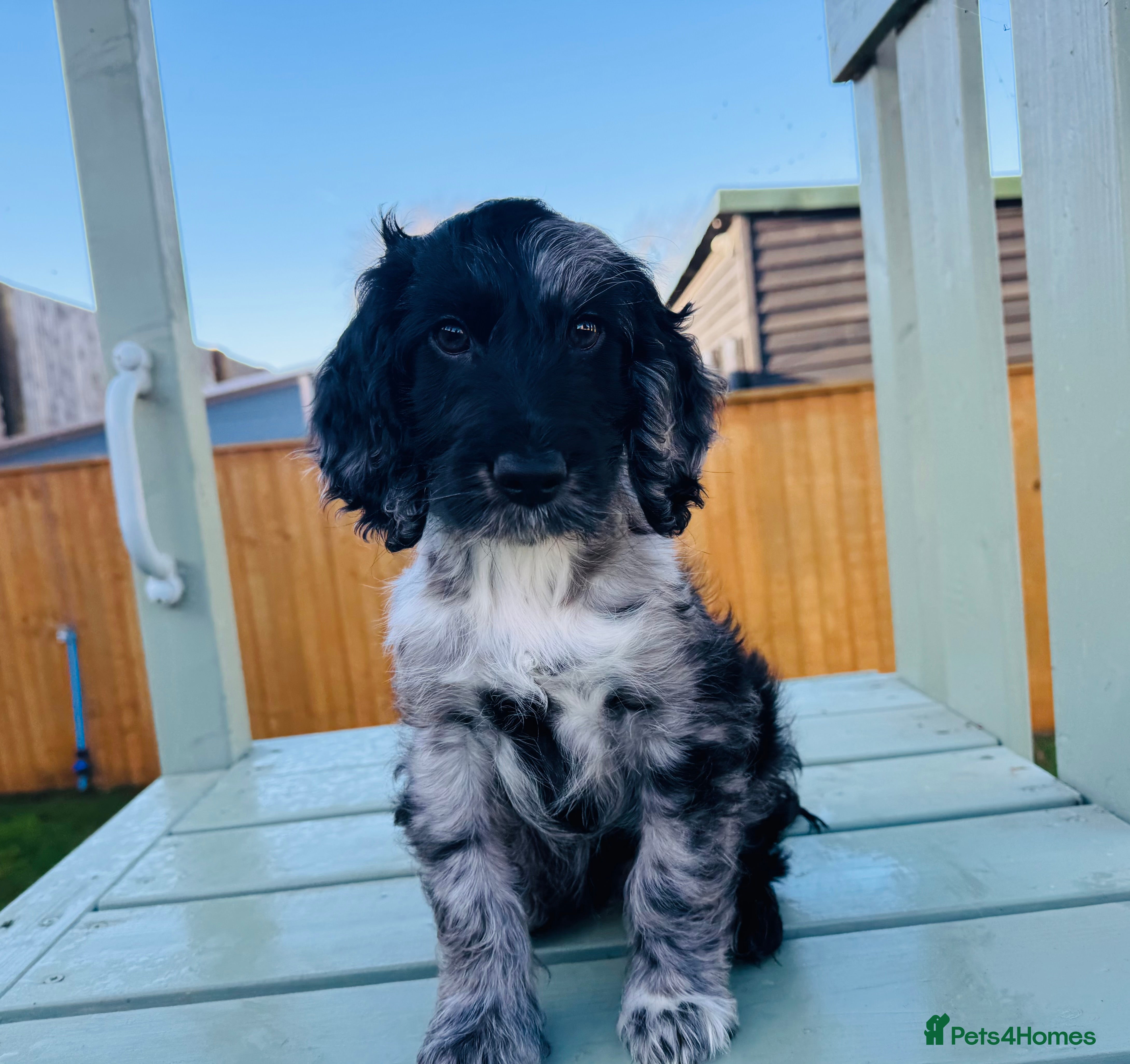 Cockapoo dogs Cockapoo Babies 🐾🐾🐾 - Advert 6
