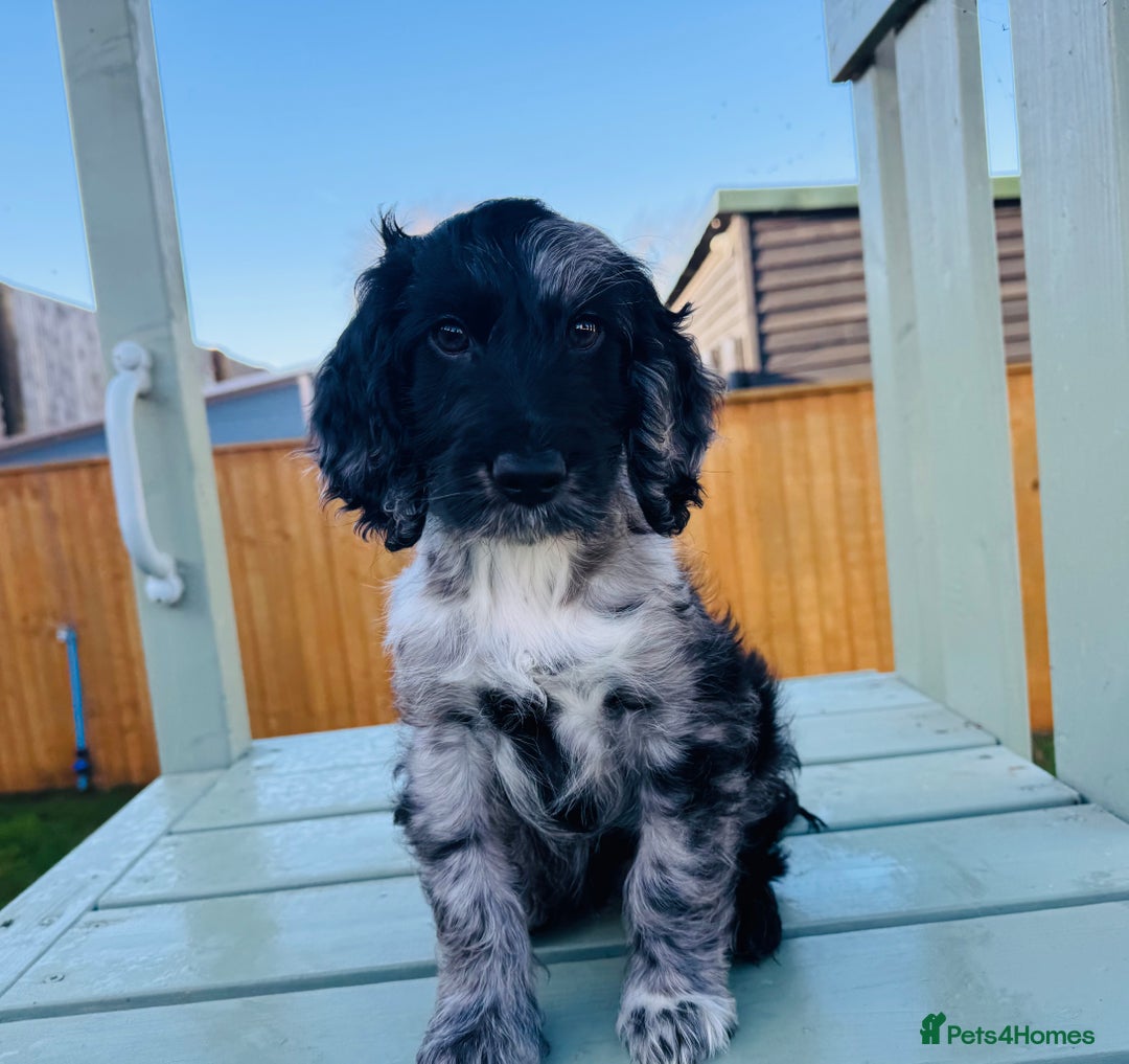 Cockapoo dogs for sale: Cockapoo Babies 🐾🐾🐾 - Advert 1