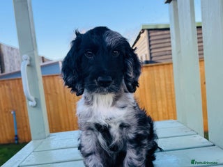 Cockapoo dogs Cockapoo Babies 🐾🐾🐾 - Advert 1