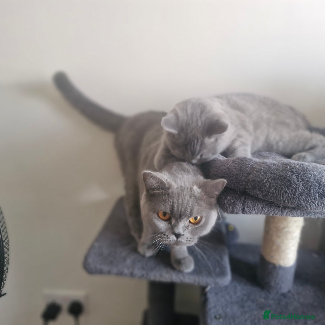British Shorthair cats for sale: Beautiful BSH (2 Males & 2 Females, Blue & Lilac) - Image 2