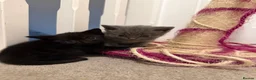 British Shorthair cats for sale: British short hair kittens - Advert 11