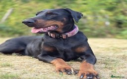 Dobermann dogs for sale: Doberman puppies  - Advert 4