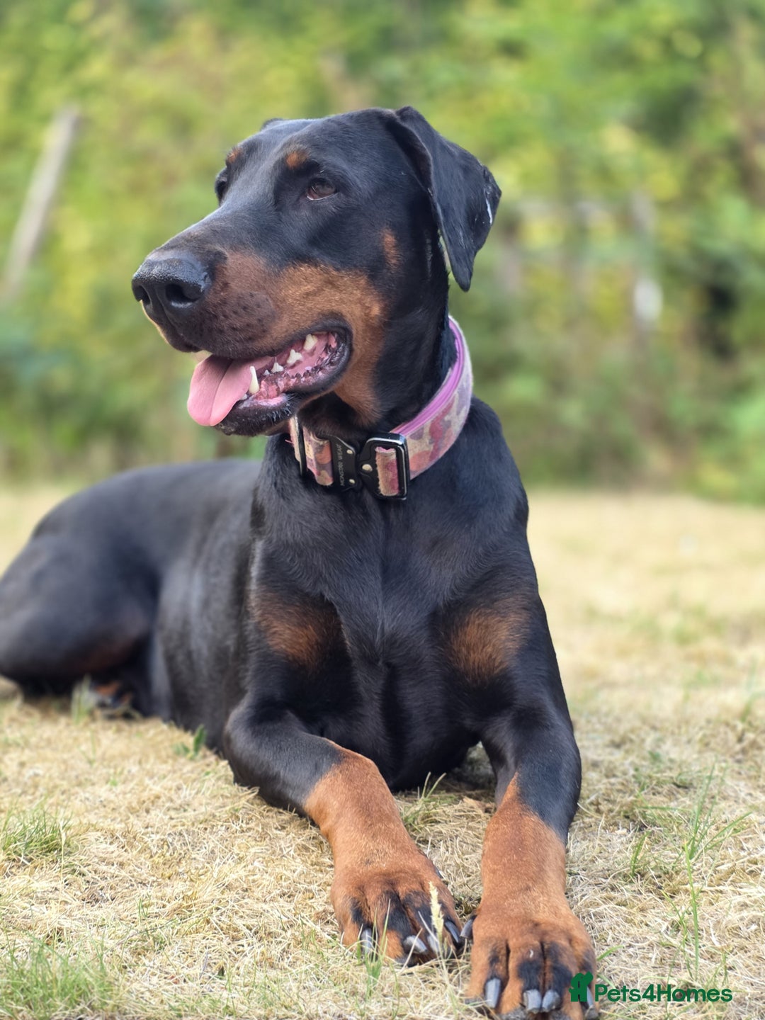 Dobermann dogs for sale: Doberman puppies  - Advert 4