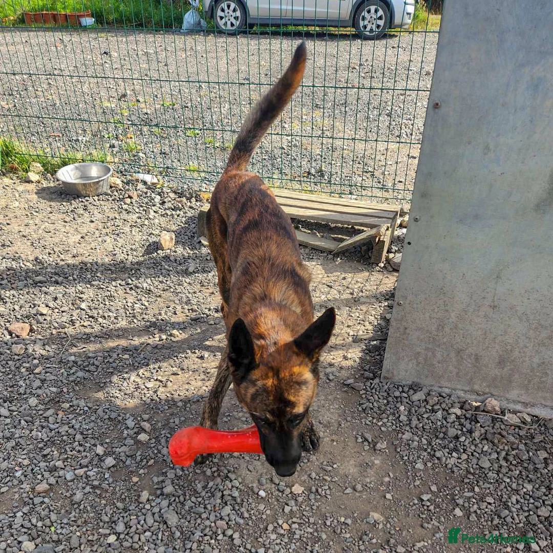 Mixed Breed dogs for adoption: BEAUTIFUL BUZZ  - Advert 9