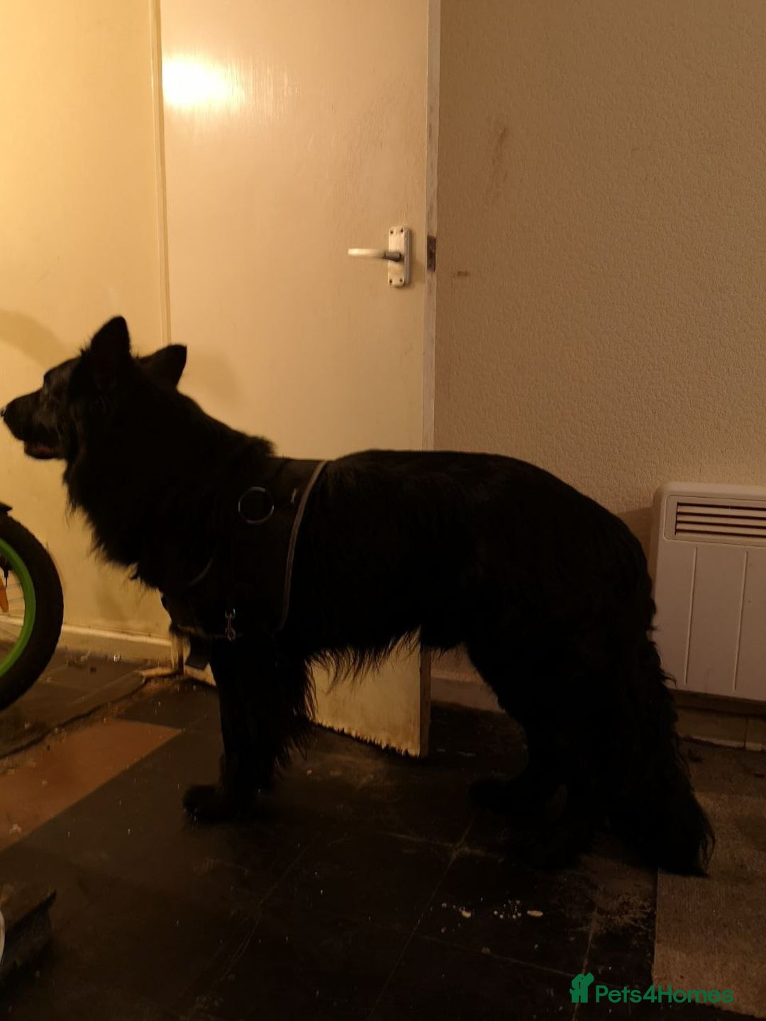 German Shepherd dogs for sale: One large straight back male puppy 11 weeks - Advert 7