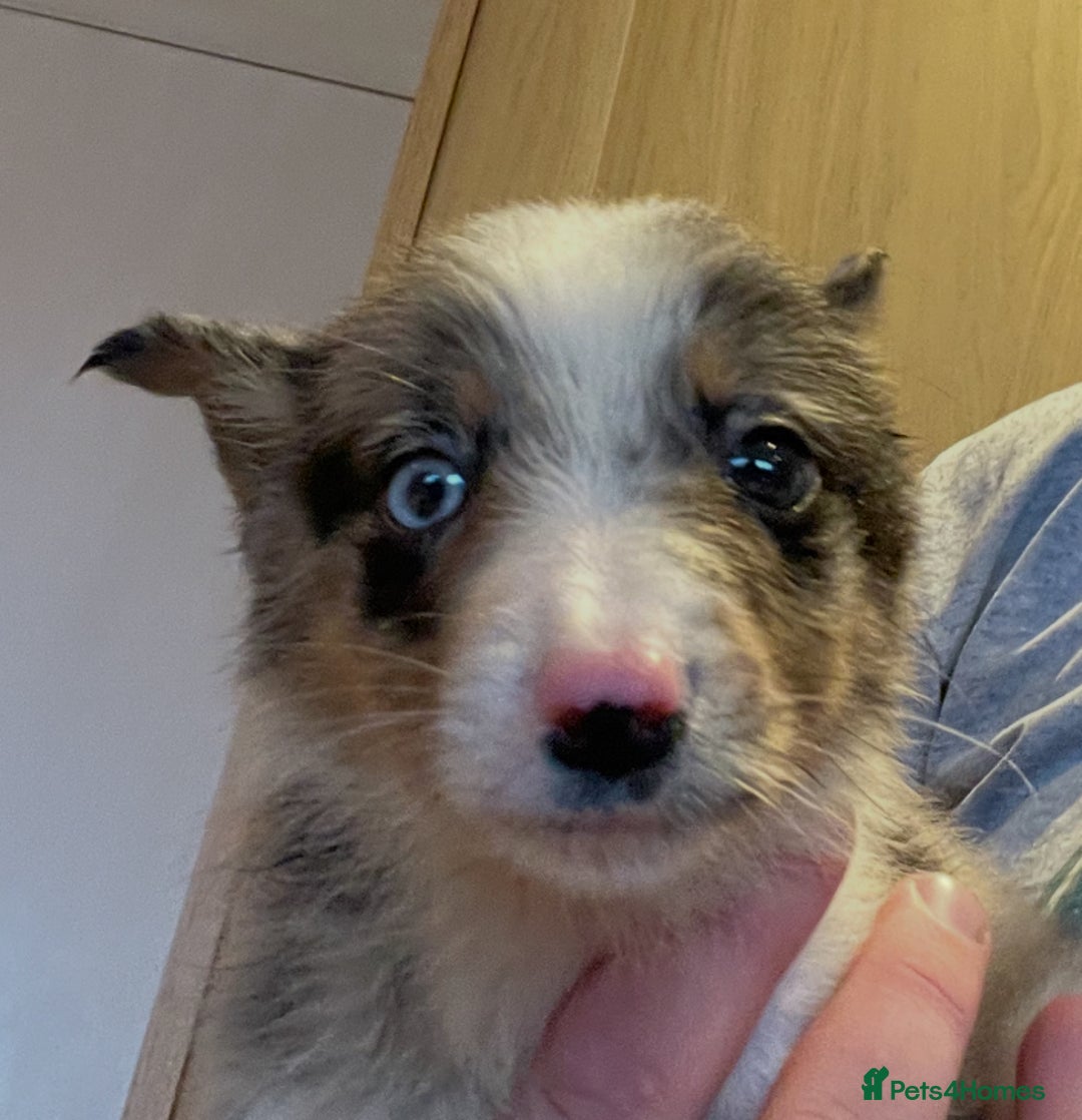 Border Collie dogs for sale: 4 Collie pups for sale - Advert 7