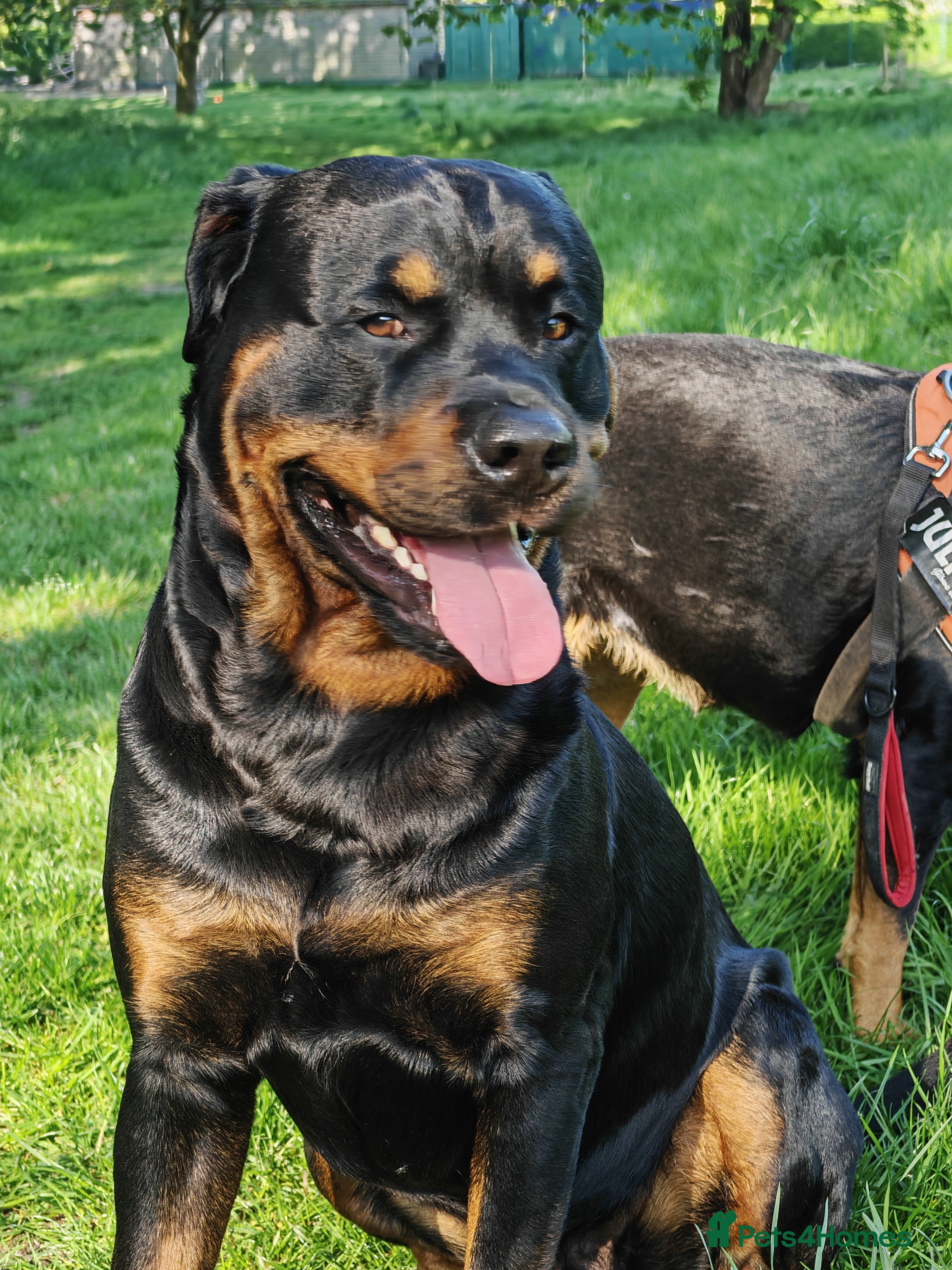 Rottweiler dogs Rottweiler for stud full pedigree, health tested  in Prescot - Advert 1