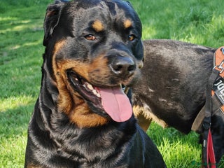 Rottweiler dogs Rottweiler for stud full pedigree, health tested in Prescot - Advert 1