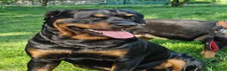 Rottweiler dogs for stud: Rottweiler for stud full pedigree, health tested  in Prescot - Advert 23