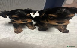 Yorkshire Terrier dogs for sale: Yorkshire Terrier Puppies for sale - Advert 10