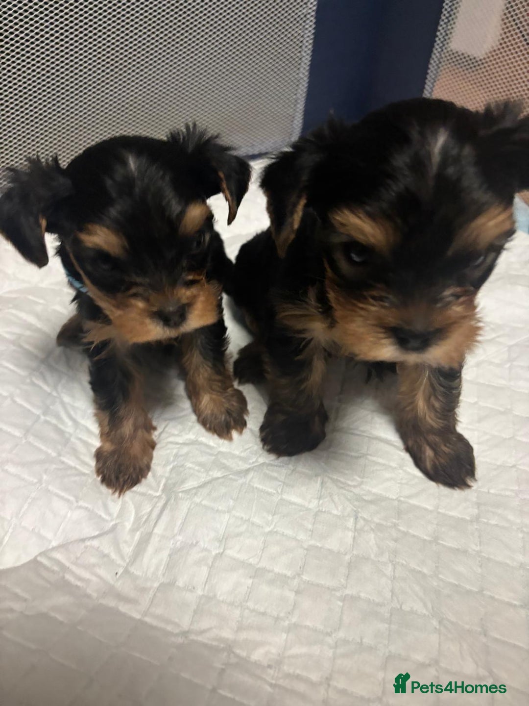 Yorkshire Terrier dogs for sale: Yorkshire Terrier Puppies for sale - Advert 10
