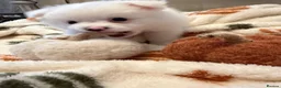 Pomeranian dogs for sale: 1 boy left ready to go  - Advert 2