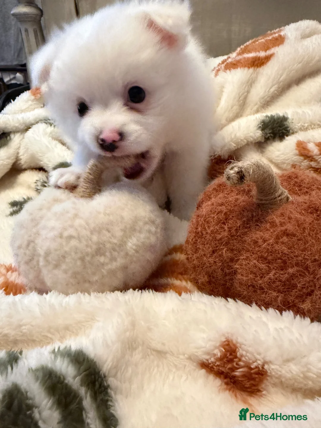 Pomeranian dogs for sale: 1 boy left ready to go  - Advert 2