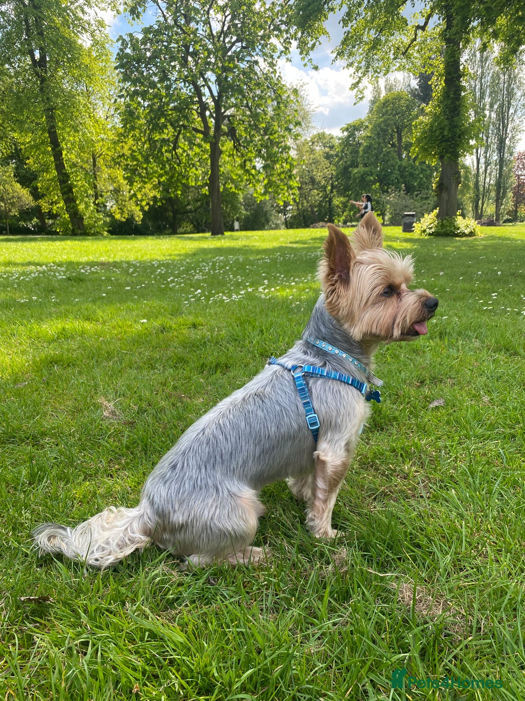 Yorkshire Terrier dogs for stud: Billy Boy  - Image 10