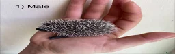 Pygmy Hedgehog rodents for sale: Male hoglets for sale! - Advert 9