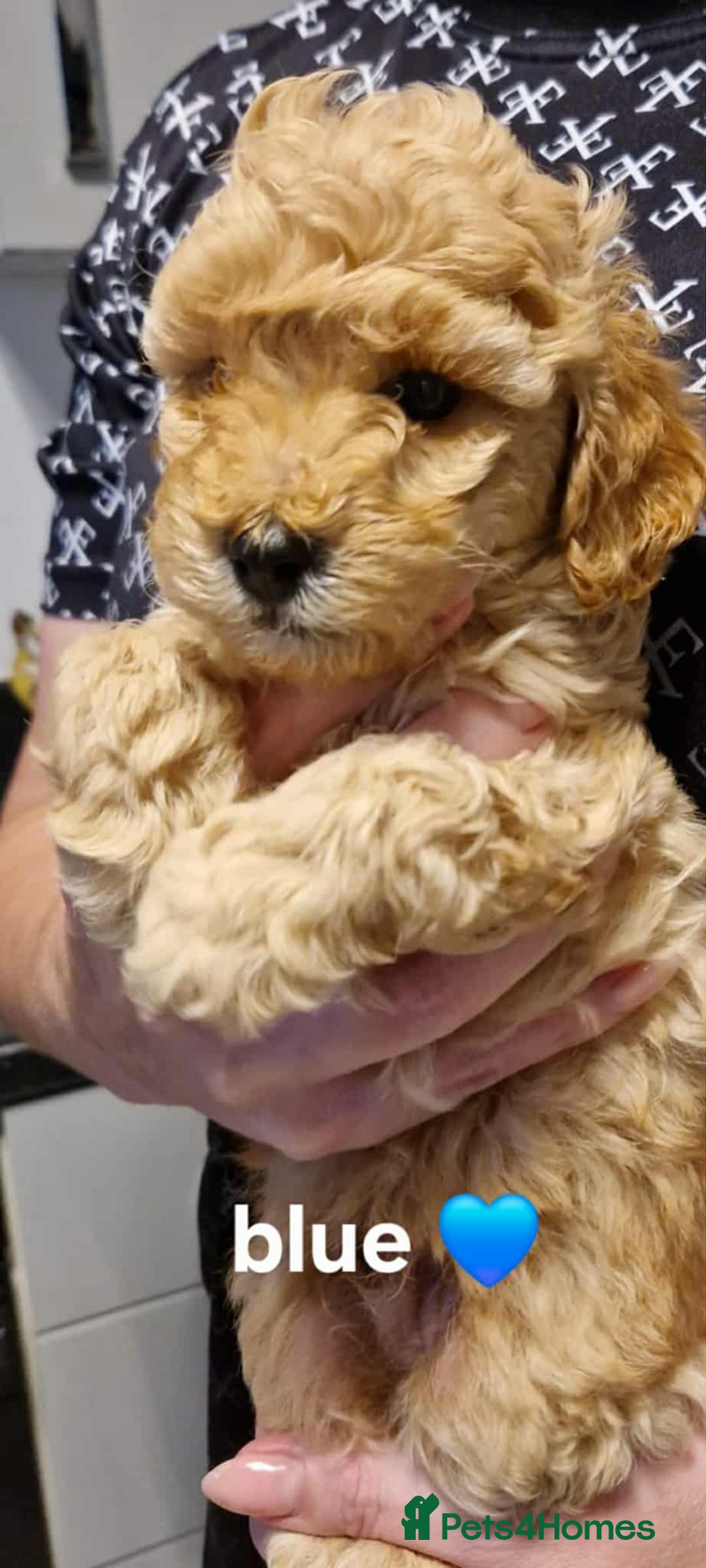 Cavapoo dogs for sale: Beautiful F1b cavapoo 💚💙🩷 - Image 12