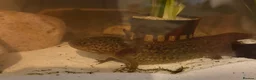 Axolotl reptiles for sale: Spud the axolotl in Barnsley - Advert 4