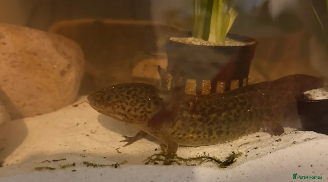 Axolotl reptiles for sale: Spud the axolotl in Barnsley - Advert 4