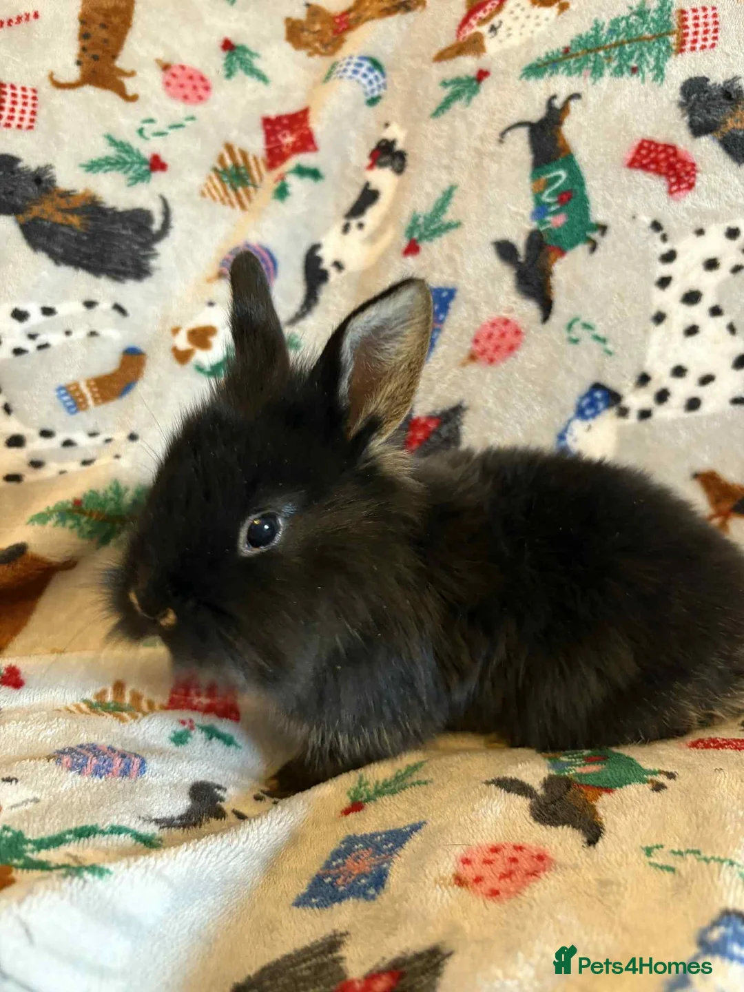 Lionhead rabbits for sale:  lion head babies - Advert 1