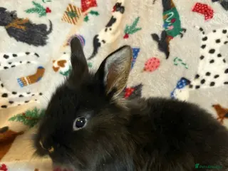 Lionhead rabbits lion head babies - Advert 4