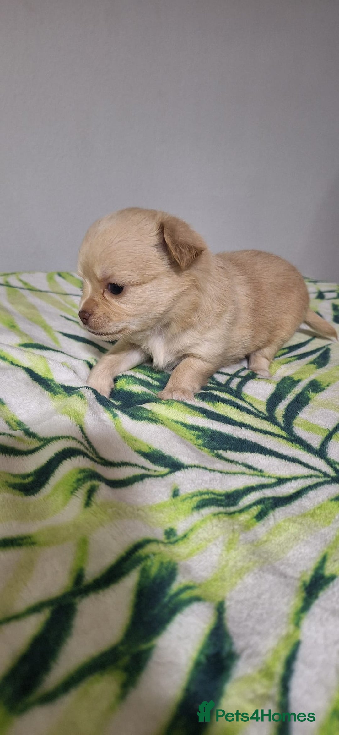 Chihuahua dogs for sale: KC Chihuahua Baby Girls - Advert 9