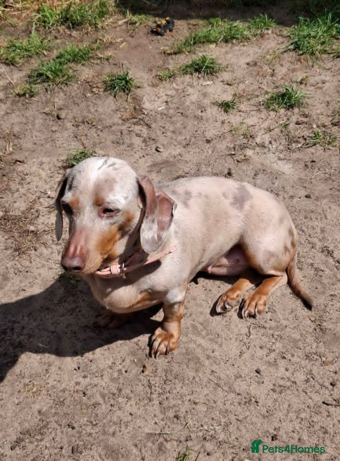 Dachshund dogs for sale: Standard Isabella dapple Lady - Advert 7
