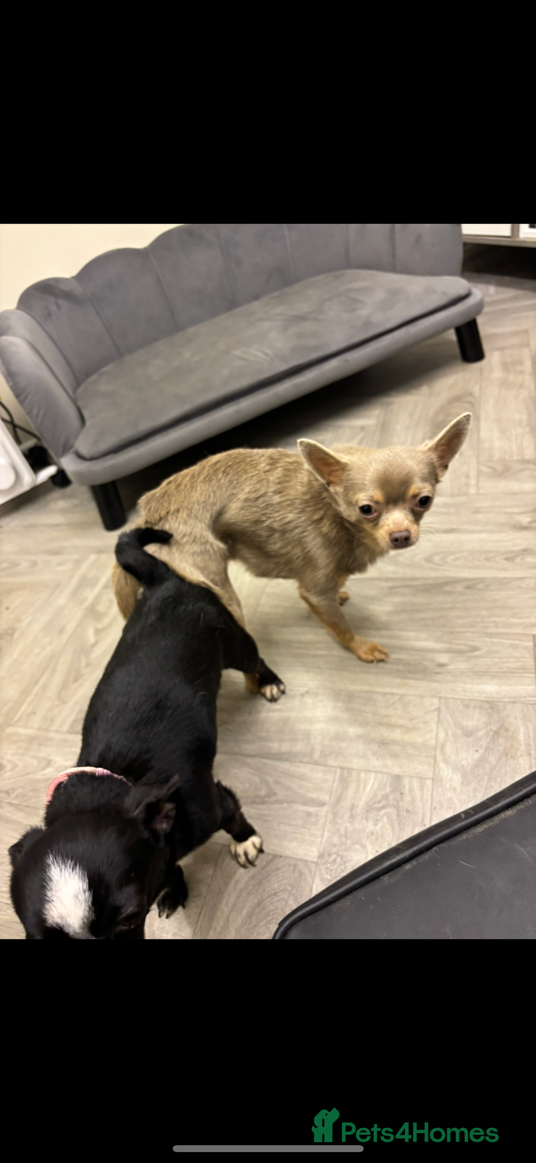 Chihuahua dogs for stud: KC Reg lilac Stunning Stud Boy in Bury Saint Edmunds - Image 6
