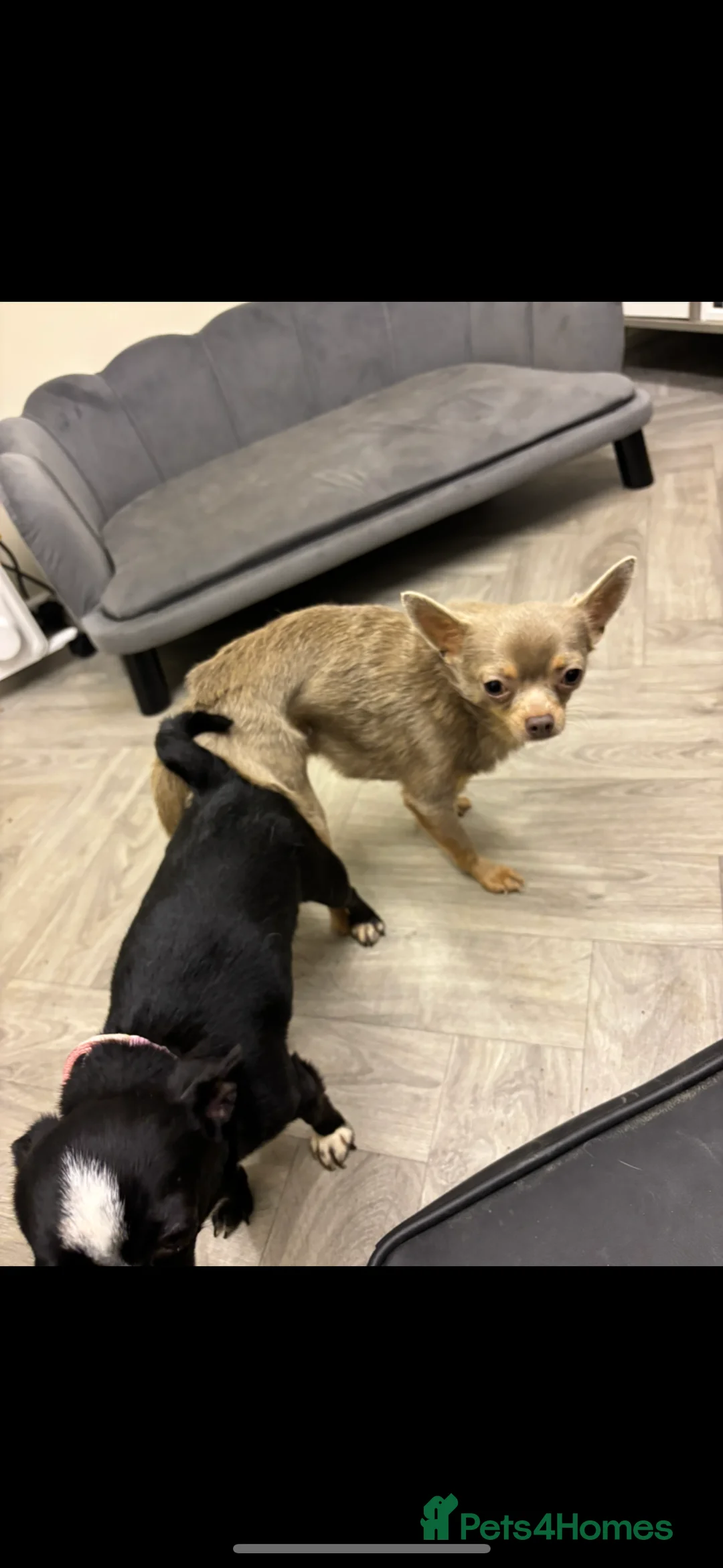 Chihuahua dogs for stud: KC Reg lilac Stunning Stud Boy in Bury Saint Edmunds - Advert 6