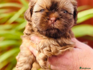 Shih Tzu dogs Kc reg adorable girls - Advert 6