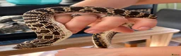 Snake reptiles for sale: Western Hognose Snake – Male (Believed) in Hornsea - Advert 3