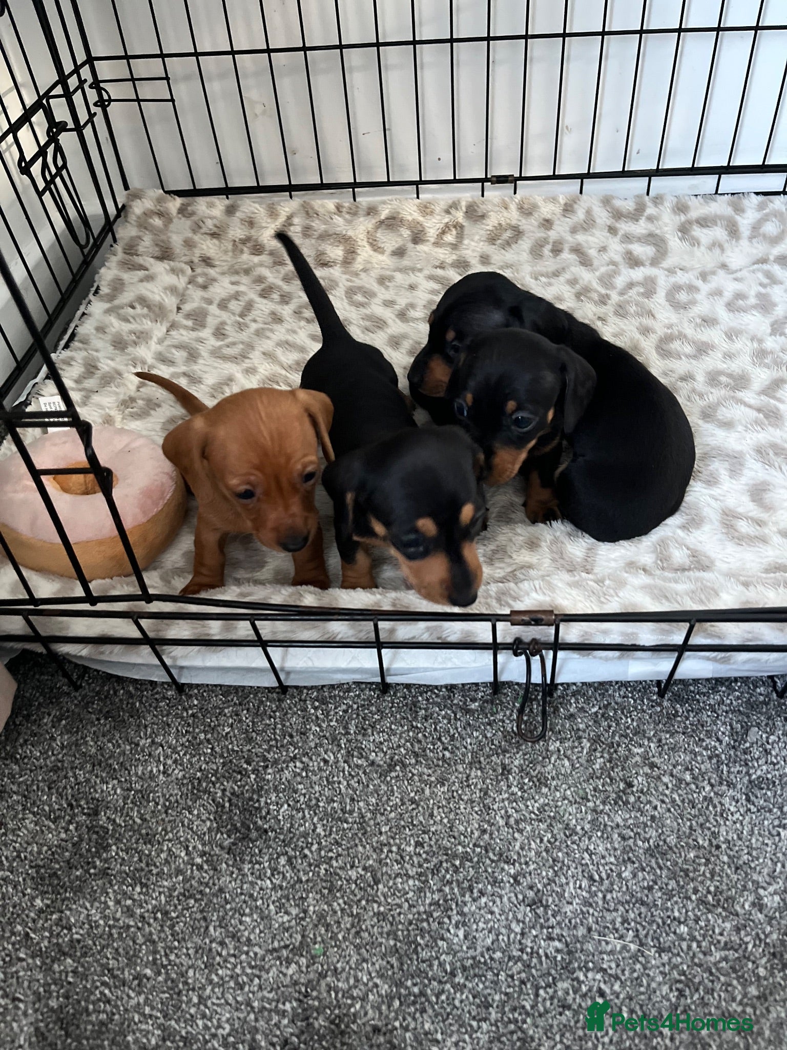 Miniature Dachshund dogs Miniature Dachshund Puppies - Advert 7