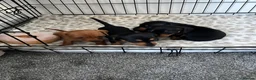Miniature Dachshund dogs for sale: Miniature Dachshund Puppies - Advert 1