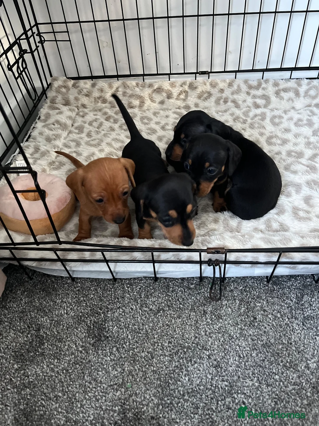 Miniature Dachshund dogs for sale: Miniature Dachshund Puppies - Advert 1
