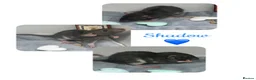 Rat rodents for sale: Baby Dumbo Rats  - Advert 6