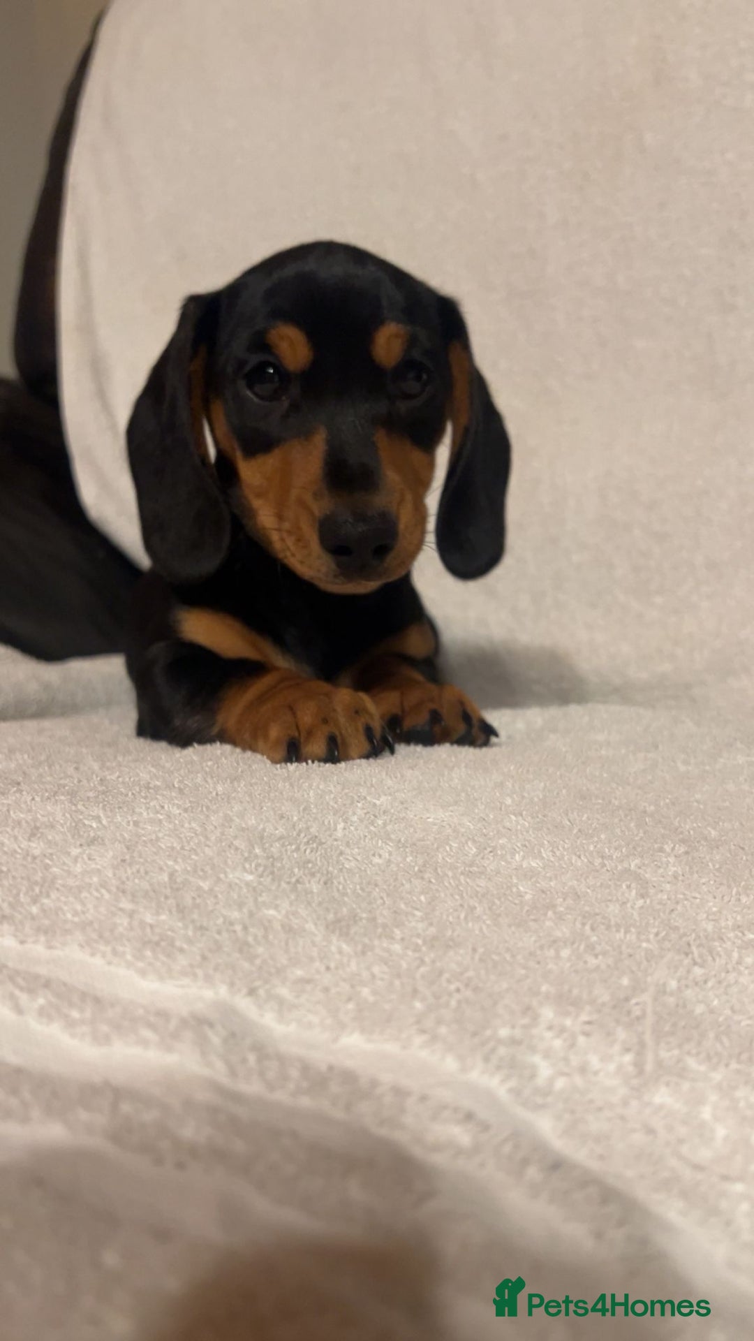 Miniature Dachshund dogs for sale: Ready to leave Miniature dachshunds cearphilly  - Image 32