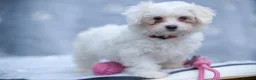 Maltese dogs for sale: Purebred Maltese Puppies – Loving Homes 🐶💛 - Advert 8