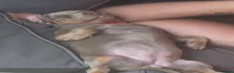 Miniature Dachshund dogs for sale: Blue/IsabellaTanMiniatureDachshund - READY - Advert 3