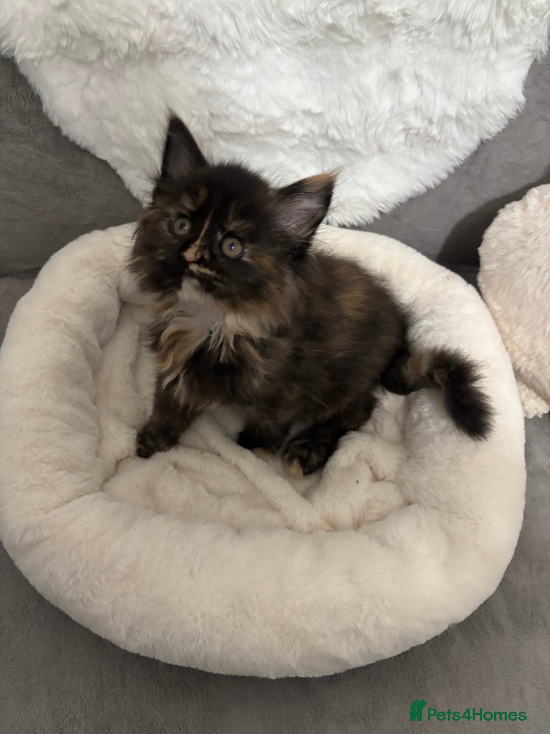 Maine Coon cats for sale: Perigee Maine Coon Kittens  - Advert 9