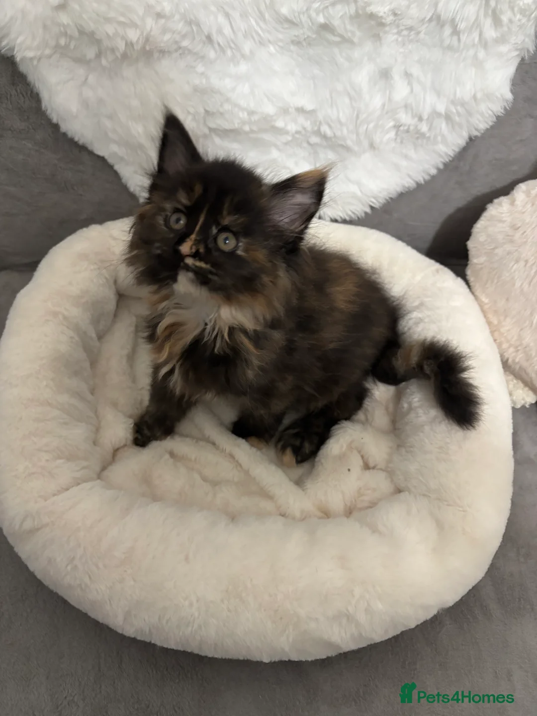 Maine Coon cats for sale: LAST ONE Perigee Maine Coon Kittens  - Advert 9