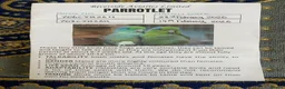 Parrots birds for sale: 2 Male Parrotlets for Sale – £280 - Advert 2