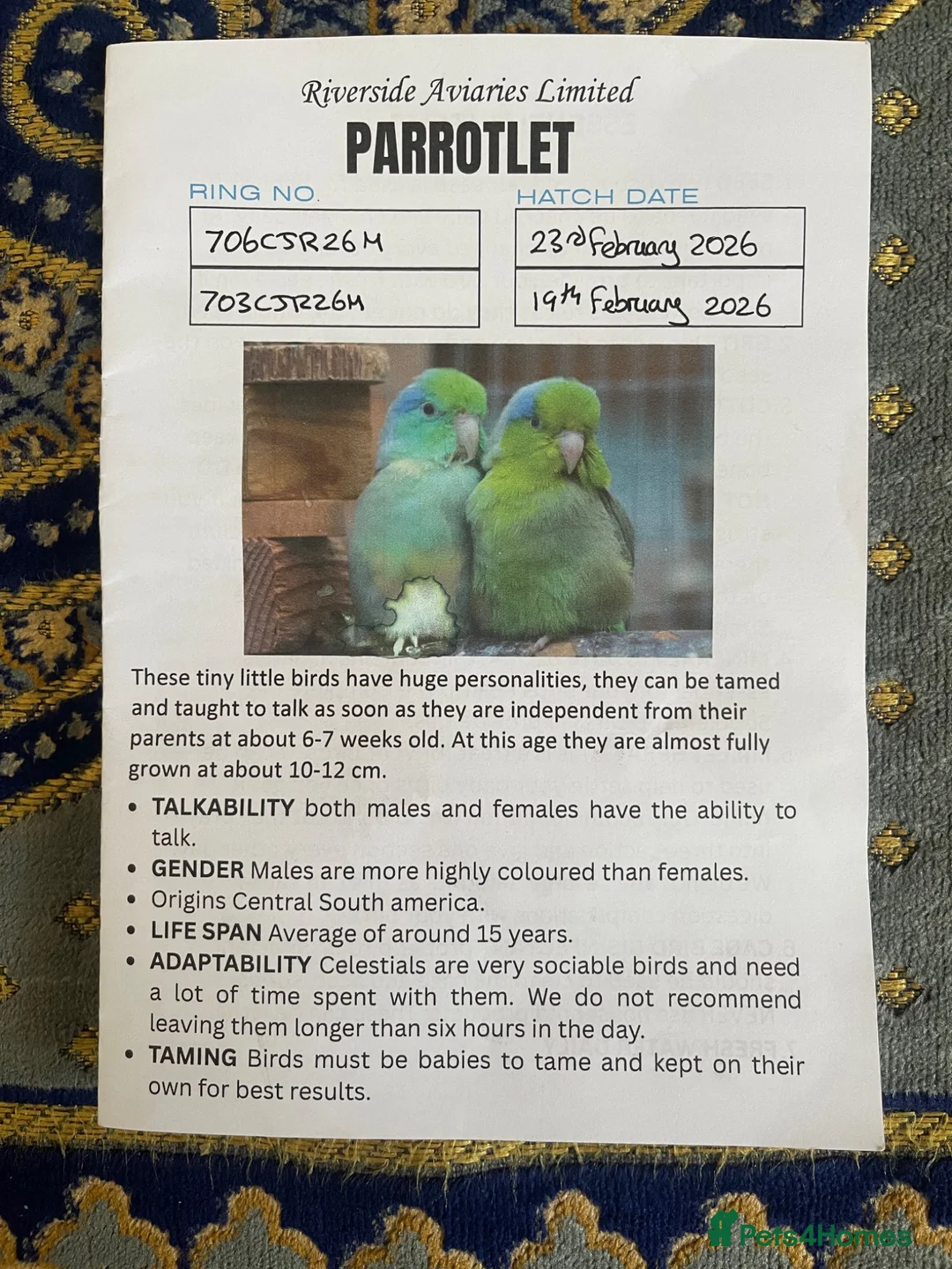 Parrots birds for sale: 2 Male Parrotlets for Sale – £280 - Advert 2