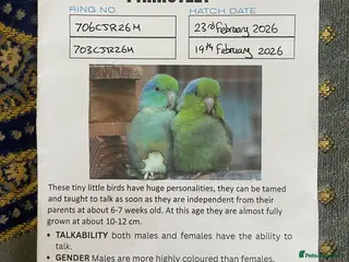 Parrots birds 2 Male Parrotlets for Sale – £360 - Advert 2