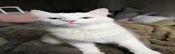Mixed Breed cats for sale: Two different coloured eyes beautiful cat in Huddersfield - Advert 2