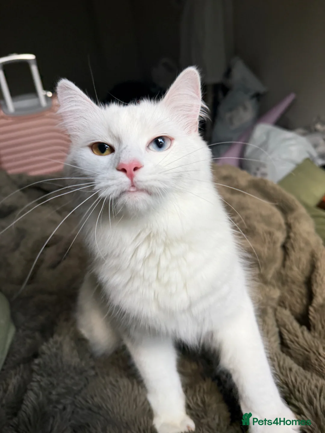 Mixed Breed cats for sale: Two different coloured eyes beautiful cat in Huddersfield - Advert 2