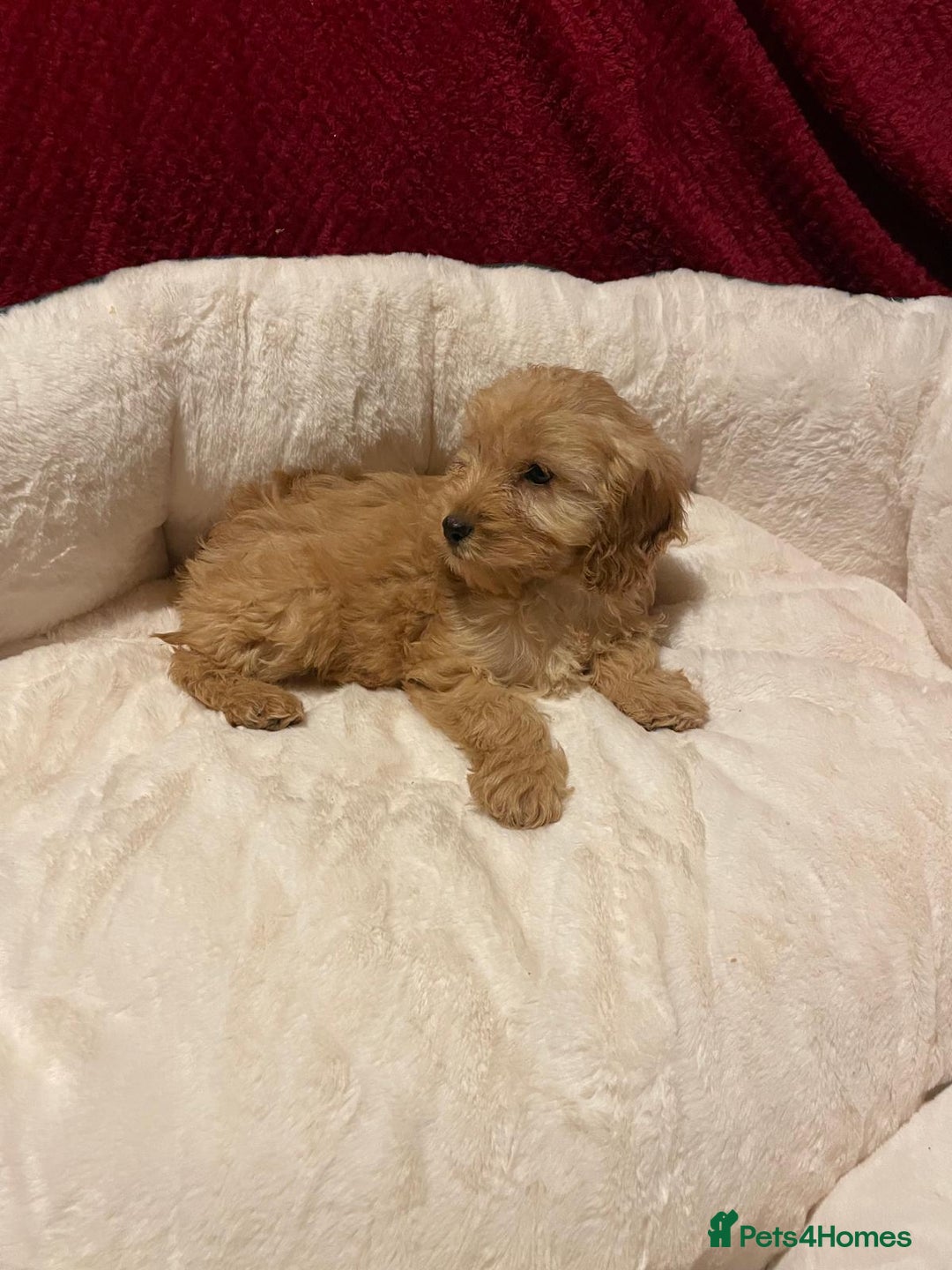 Cavapoo dogs for sale: Cavapoo puppies  - Advert 7