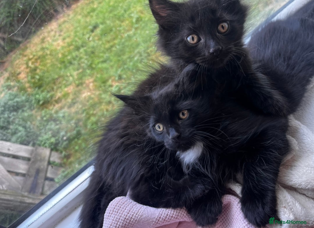 Maine Coon cats for sale: 2 sweet boys looking for new home - Image 7