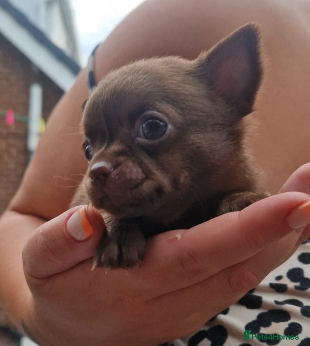Chihuahua dogs for sale: Outstanding Chihuahua Puppies - Very small - Image 6